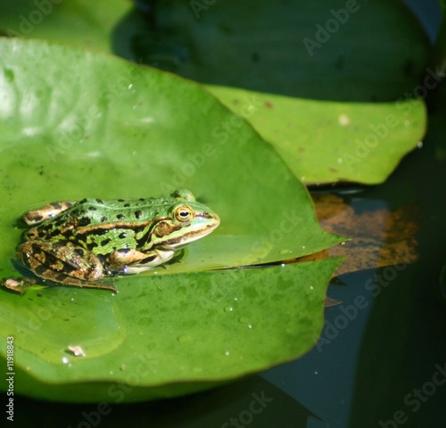 Frosch