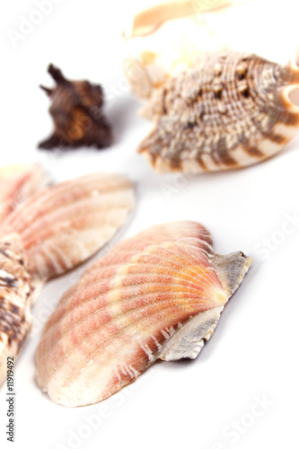shells on white background