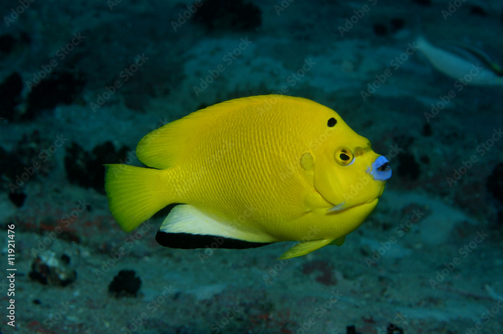 Three spot angelfish Three spot angelfish