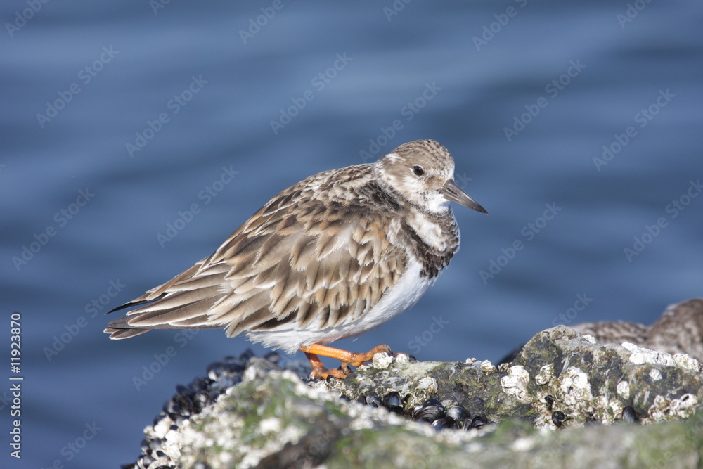 Obraz premium Ruddy Turnstone