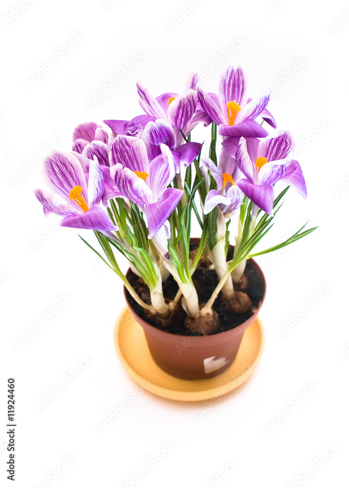 Beautiful Crocus flowers isolated on white