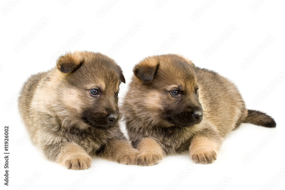 Fototapeta premium two sheep-dogs puppys isolated on white background