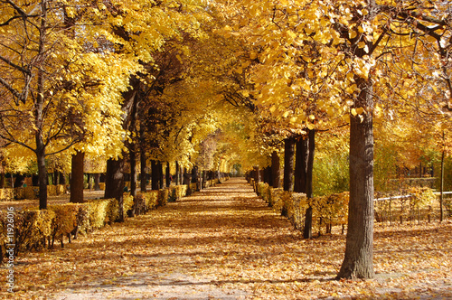 Autumn alley