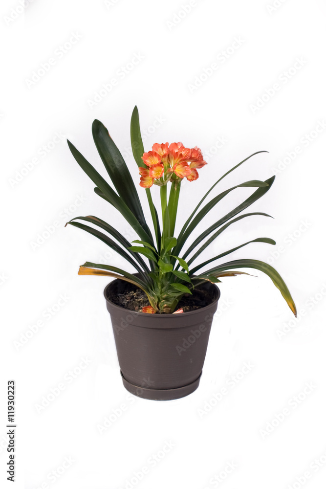 Flower in a Pot