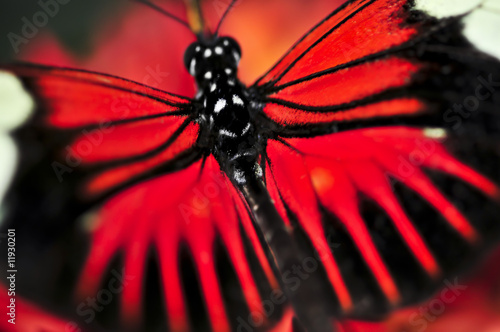 Red heliconius dora butterfly photo