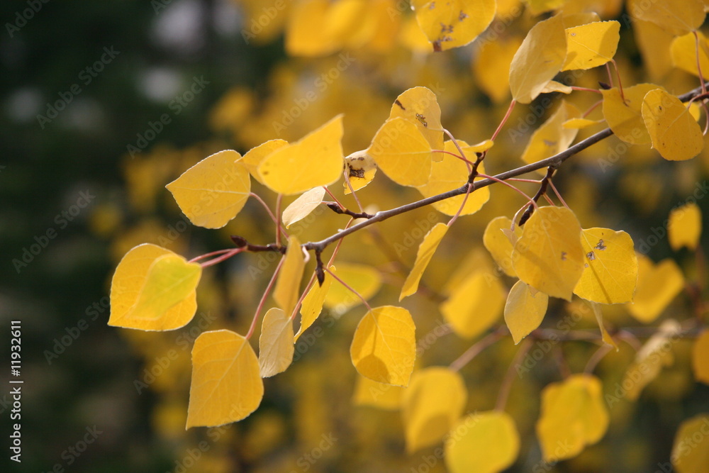 Fototapeta premium Bright yellow aspen leaves fall foliage