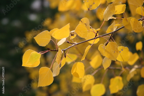 Bright yellow aspen leaves fall foliage