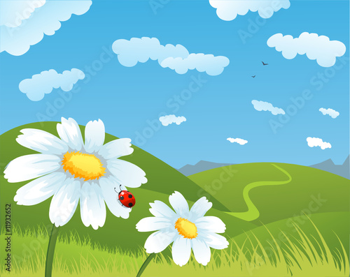 Field of daisies