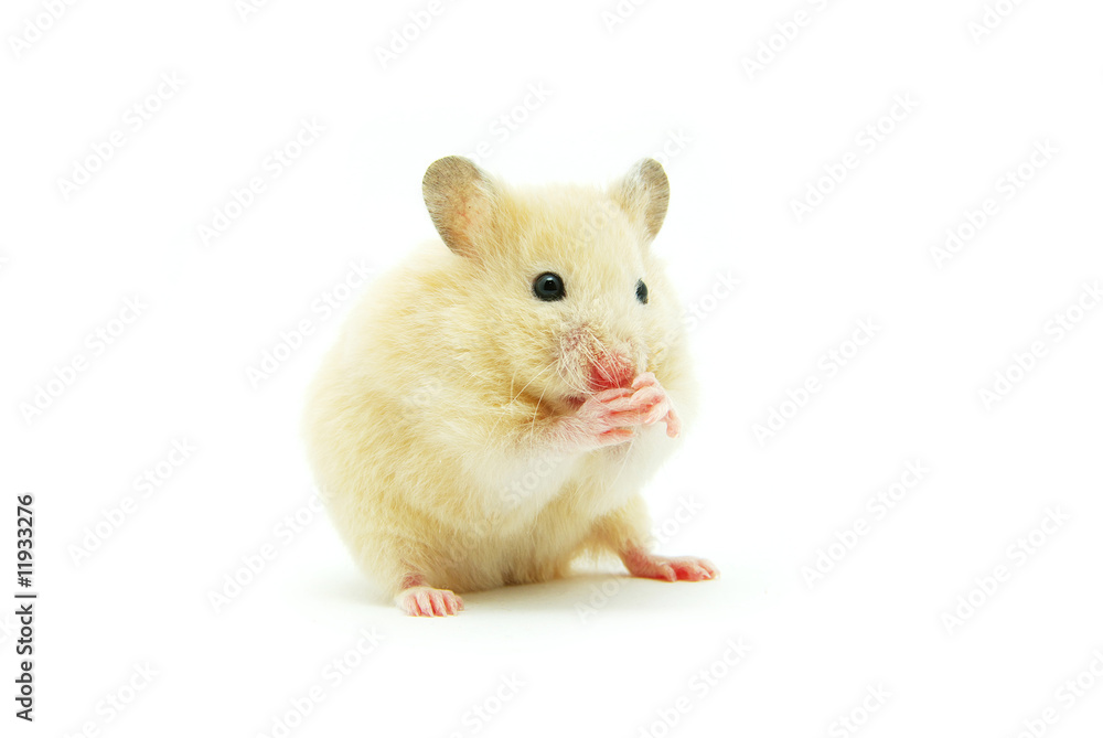 hamster