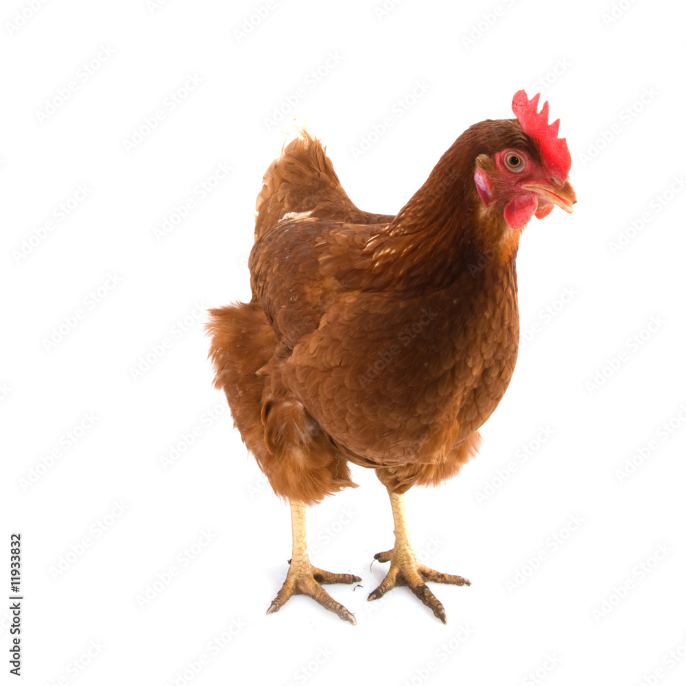 Fototapeta premium Brown chicken