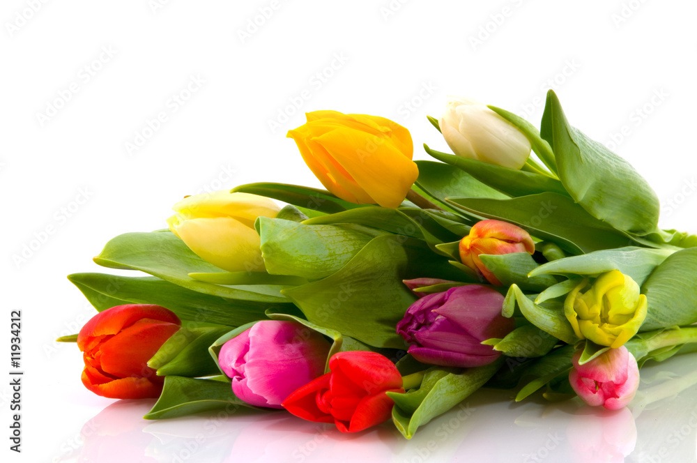 colored tulips colored tulips