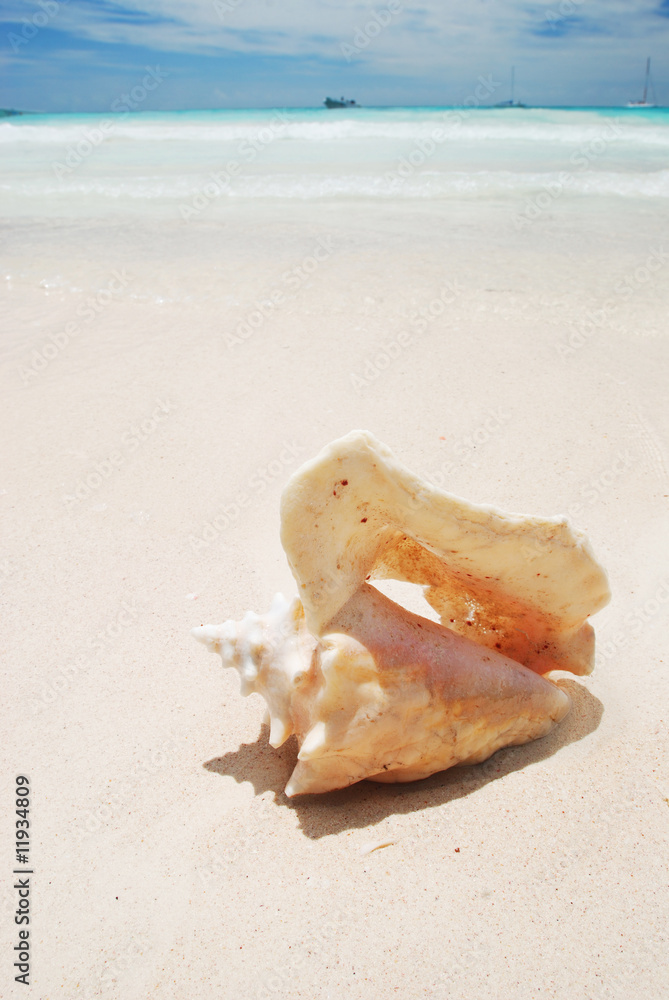 Shell in the Caribbean Shell in the Caribbean