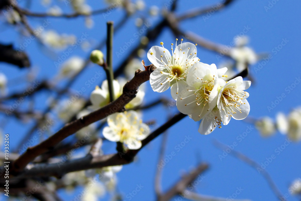 Plum tree blossom and blue sky in Japan Plum tree blossom and blue sky in Japan