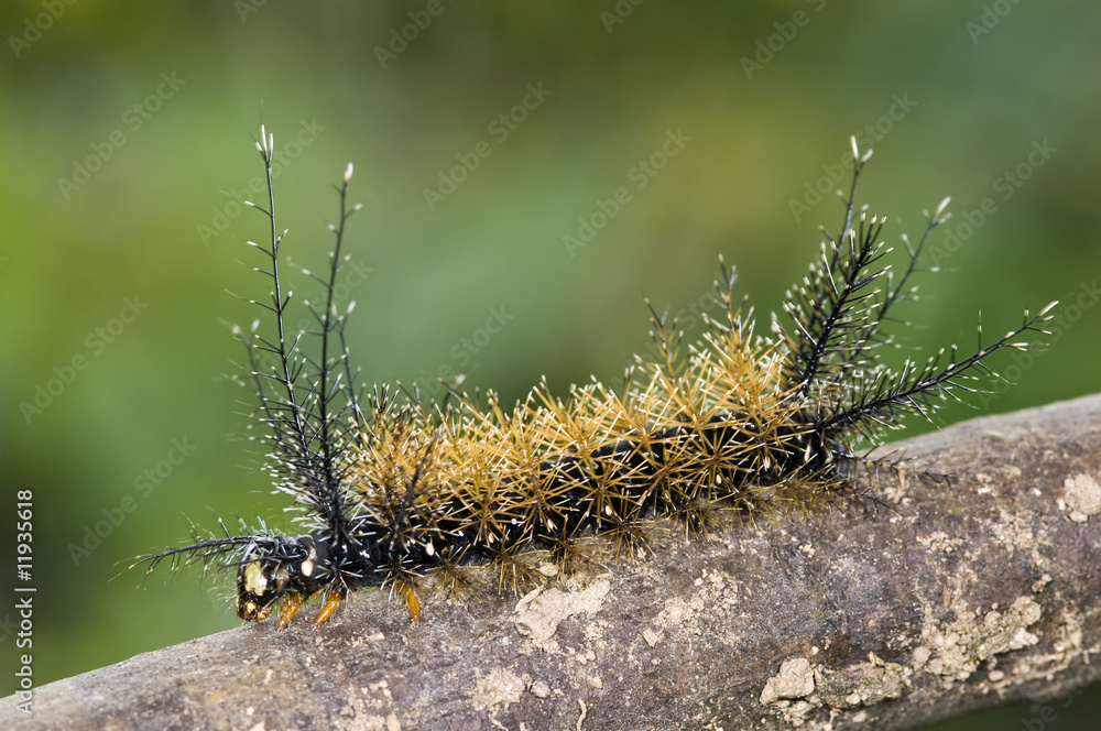 Saturniidae caterpillar from Ecuador
