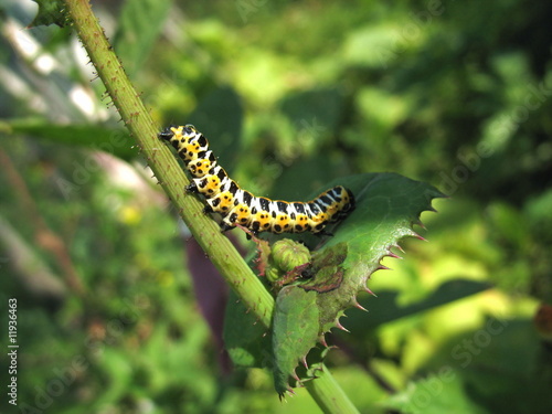 a caterpillar