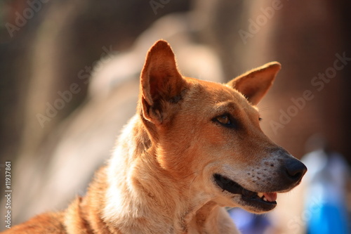 Tête de chien © NLPhotos