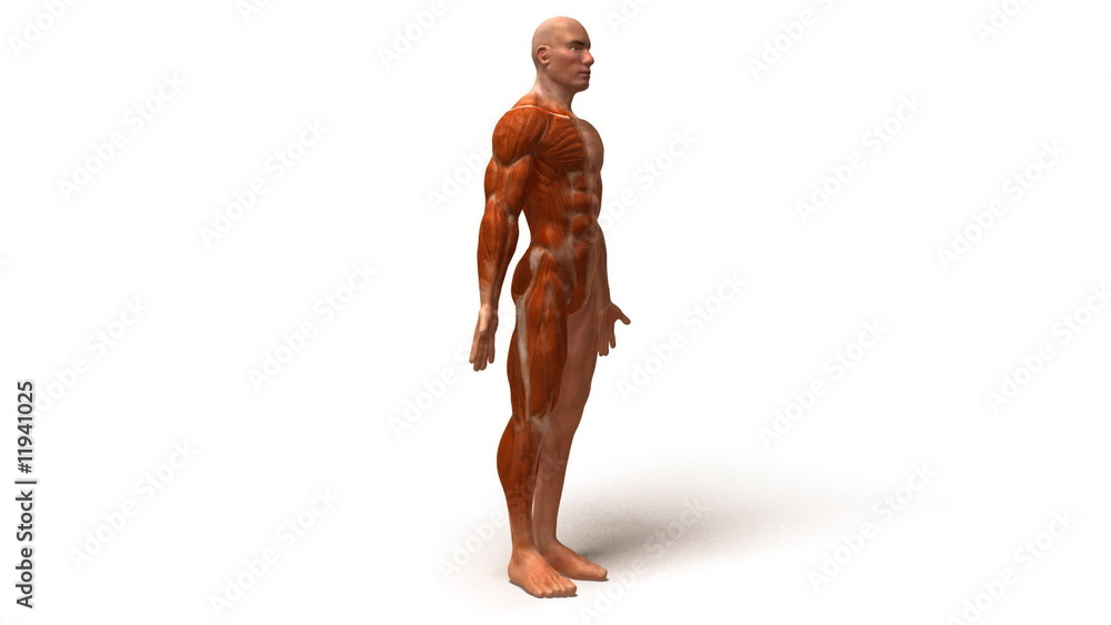 Anatomie et systeme musculaire