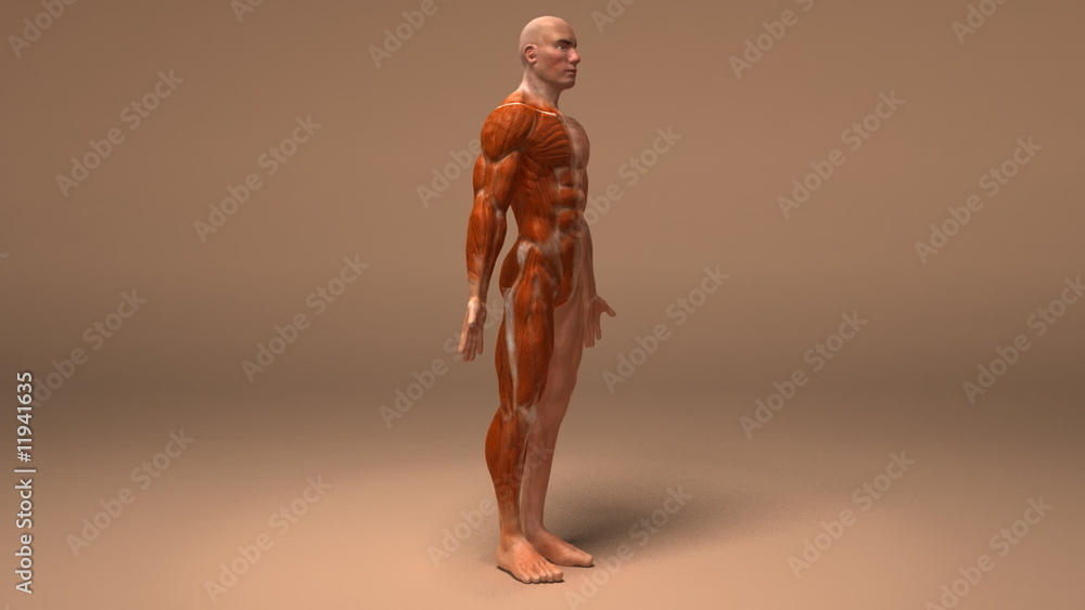 Anatomie et systeme musculaire (couche alpha)