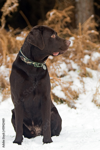 Chocolate Labrador in Snowy Countryside.