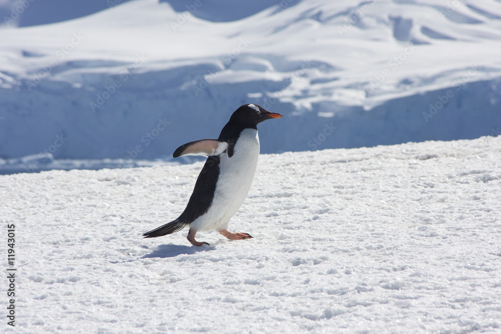 Fototapeta premium Eselspinguin