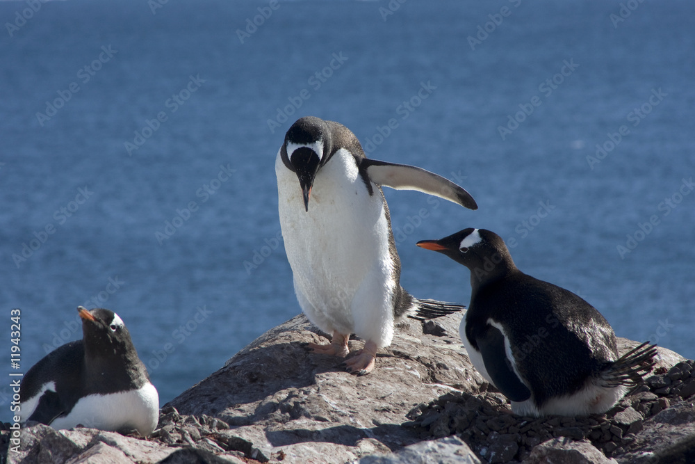 Fototapeta premium Eselspinguine