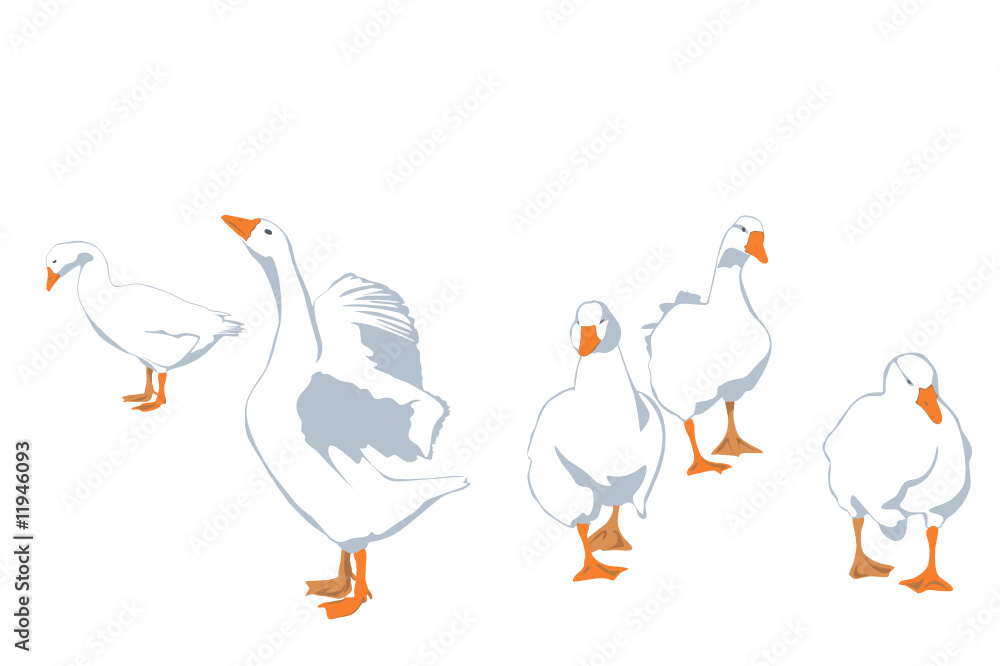 flock of geese, vector illustration