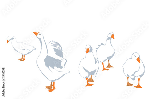 flock of geese, vector illustration