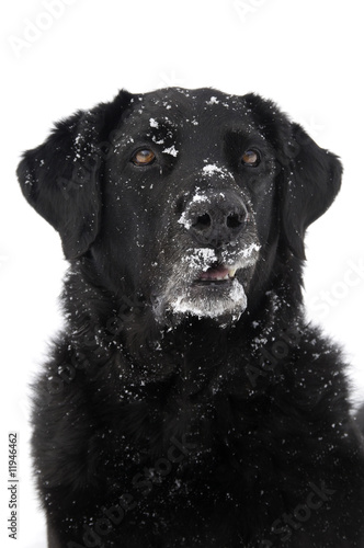 Schwarzer Hund Labrador Retriever Portrait im Schnee