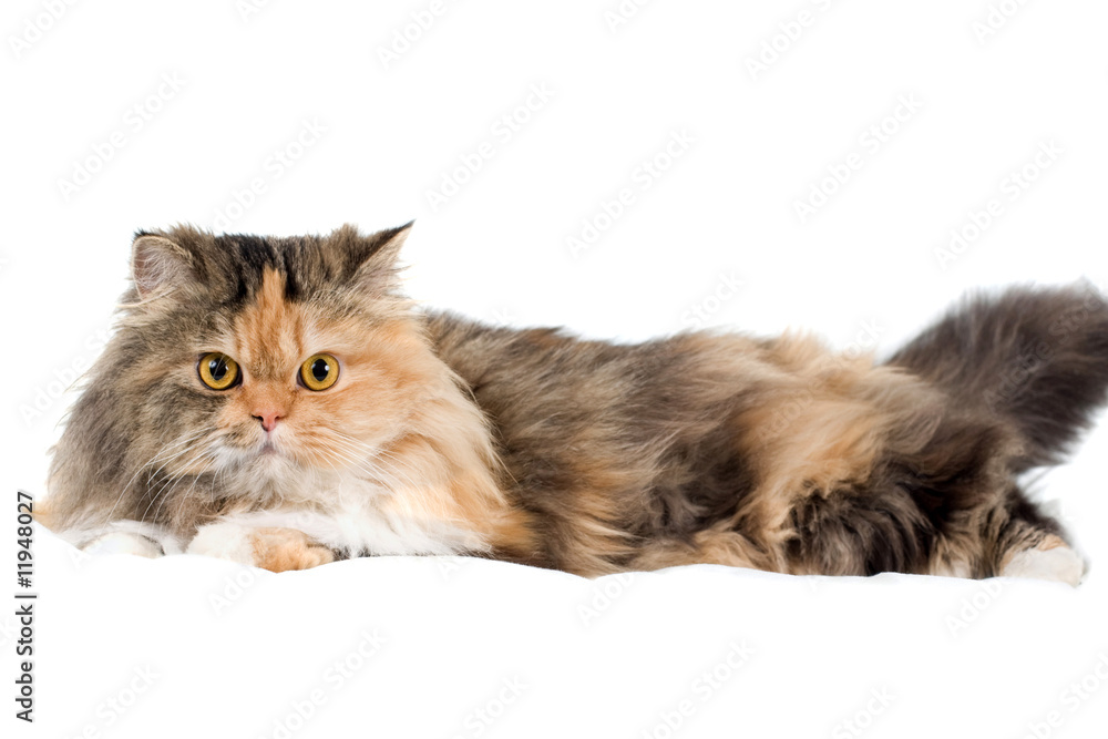 Cat on gray background