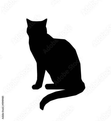 chat noir photo