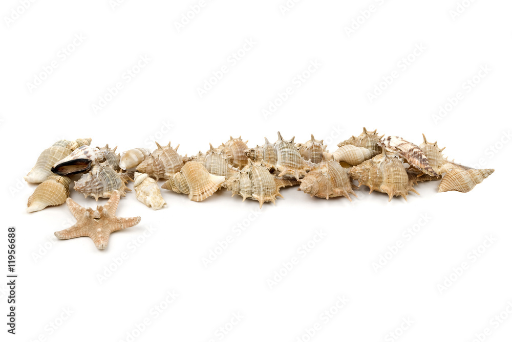 Fototapeta premium Sea shells