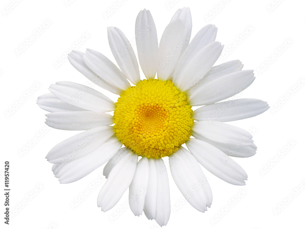 Naklejka premium rumianek