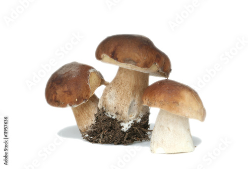 white mushrooms are on a white background