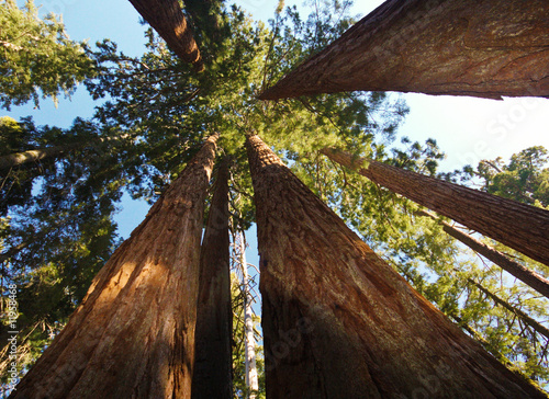 Sequoia trees