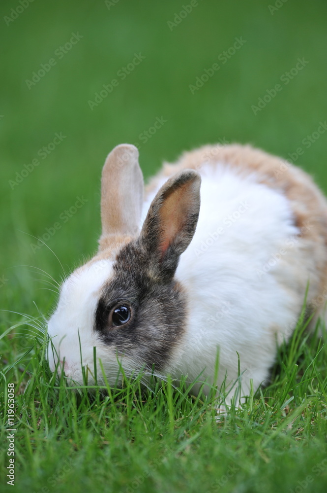 lapin lapin