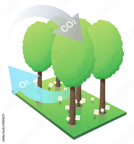 Captation du CO2 par la forêt