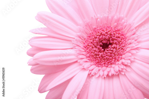 Pink gerber