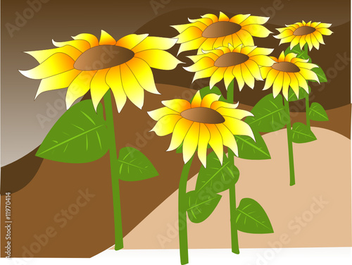 Vector illustration, colored sunflower field with hills