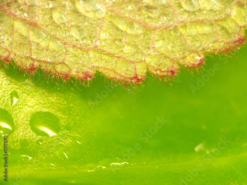 Lanose close-up leaf photo
