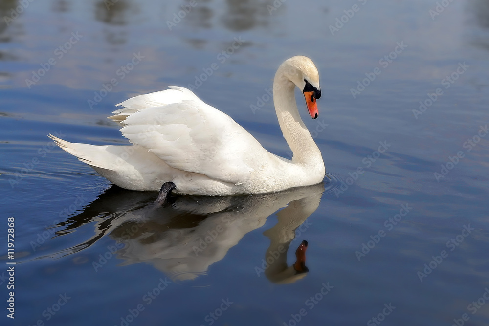 white swan white swan