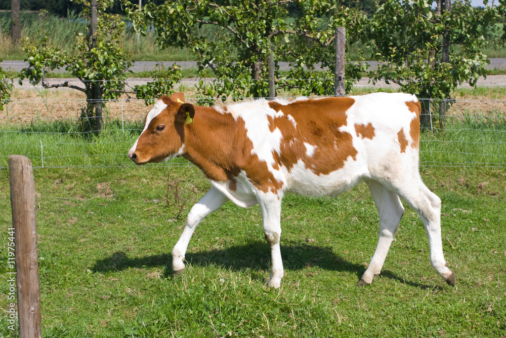 Obraz premium Cow