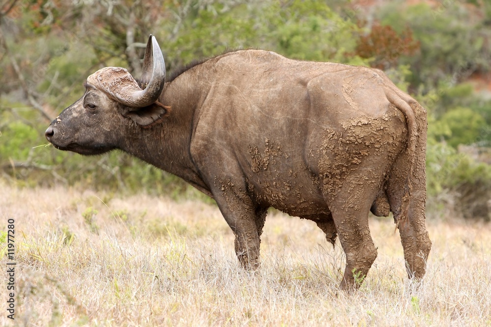 Obraz premium Buffalo Bull