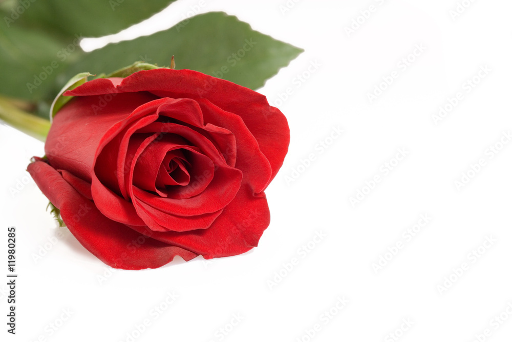 Rose Rose