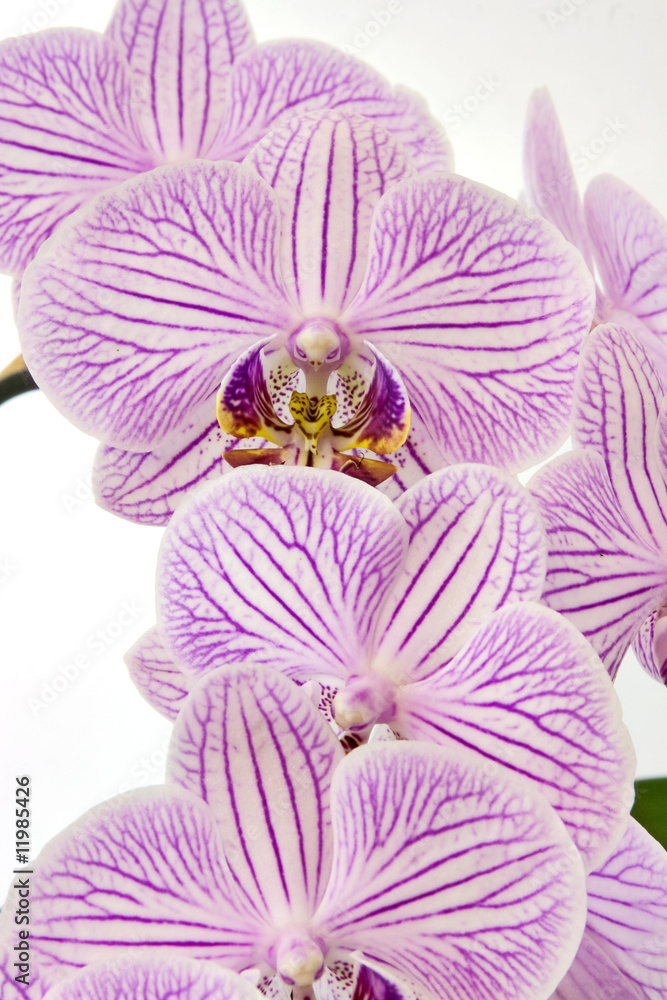 Orchidee