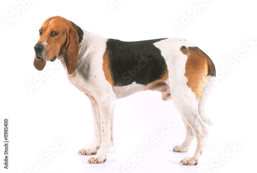 la pose de profil pour le chien d'artois en studio