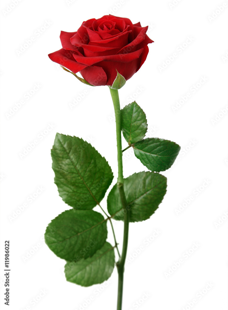 Naklejka premium rose
