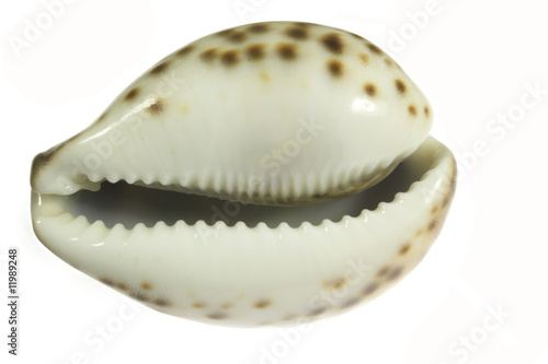 sliling seashell