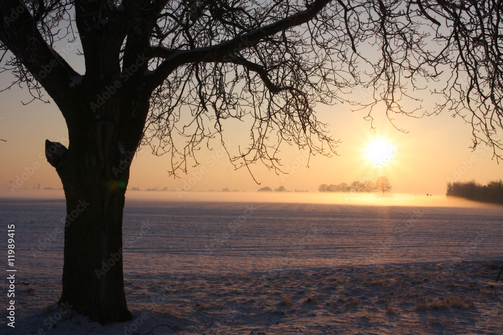 Baum im Sonnenuntergang