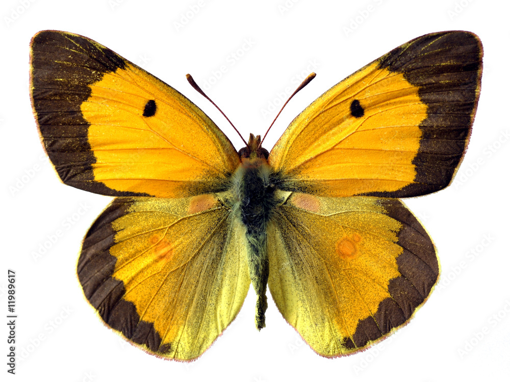Fototapeta premium Détourage papillon le souci