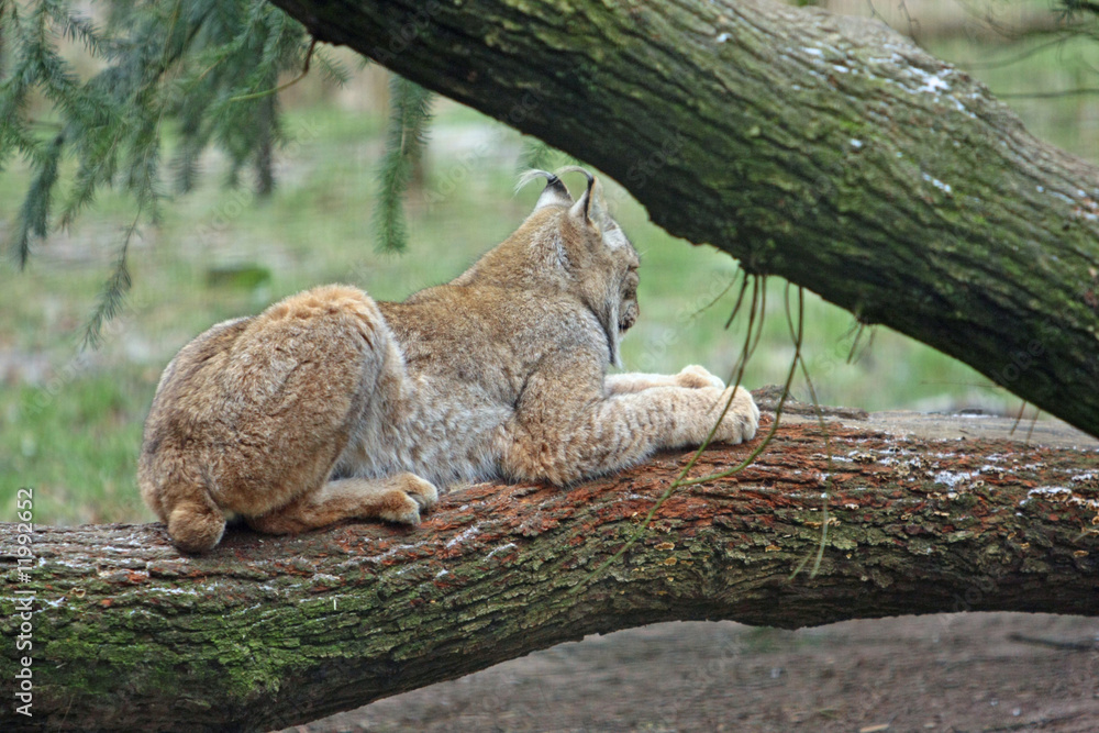 Fototapeta premium Luchs
